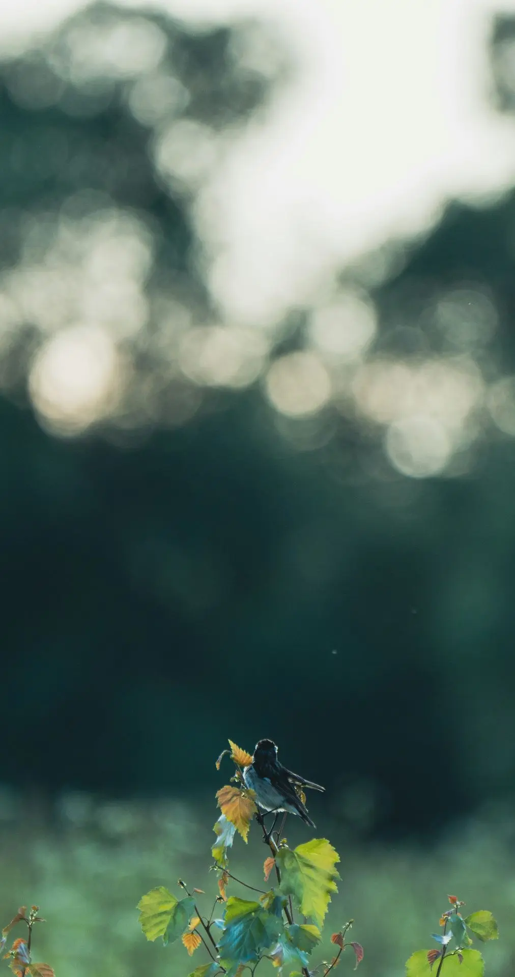 A bird sitting on a branch of a tree